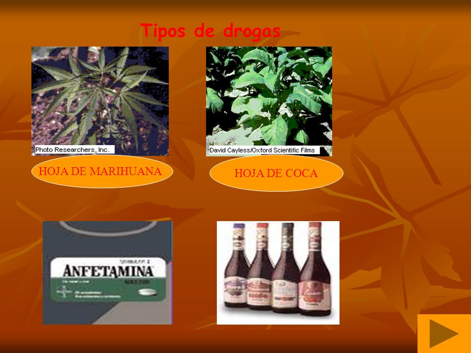 Tipos de drogas HOJA DE MARIHUANA HOJA DE COCA