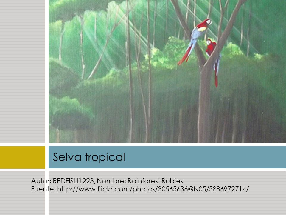 Selva tropical Autor: REDFISH1223, Nombre: Rainforest Rubies Fuente: