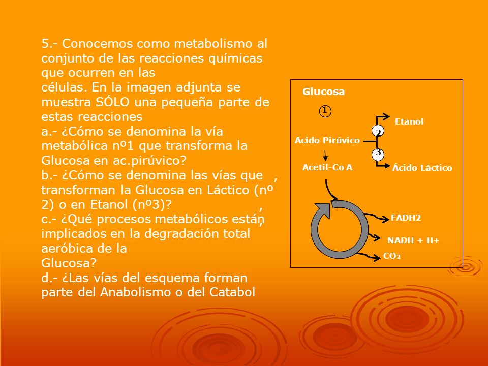 d.- ¿Las vías del esquema forman parte del Anabolismo o del Catabol ,