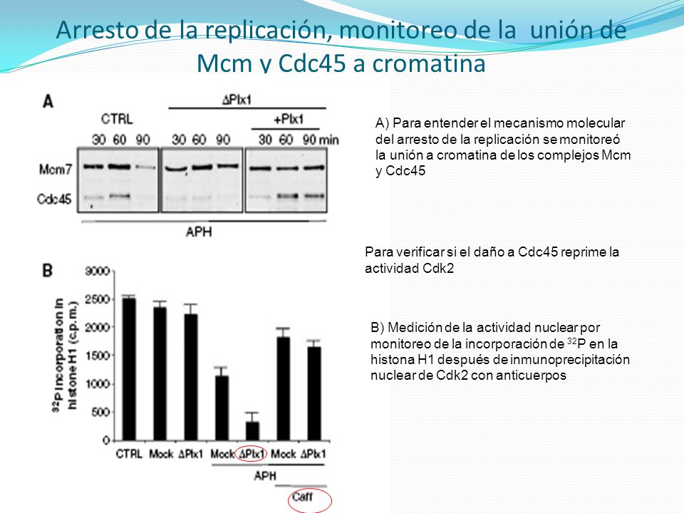 Arresto de la replicación, monitoreo de la unión de Mcm y Cdc45 a cromatina