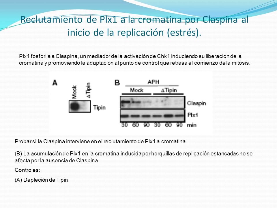 Reclutamiento de Plx1 a la cromatina por Claspina al inicio de la replicación (estrés).