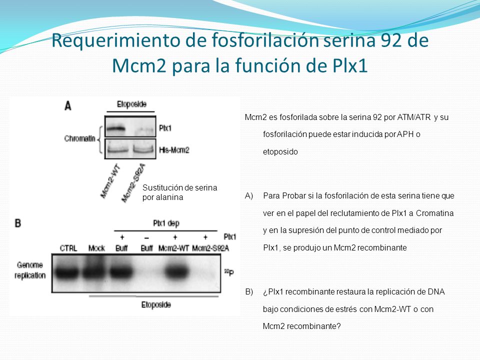 Requerimiento de fosforilación serina 92 de Mcm2 para la función de Plx1