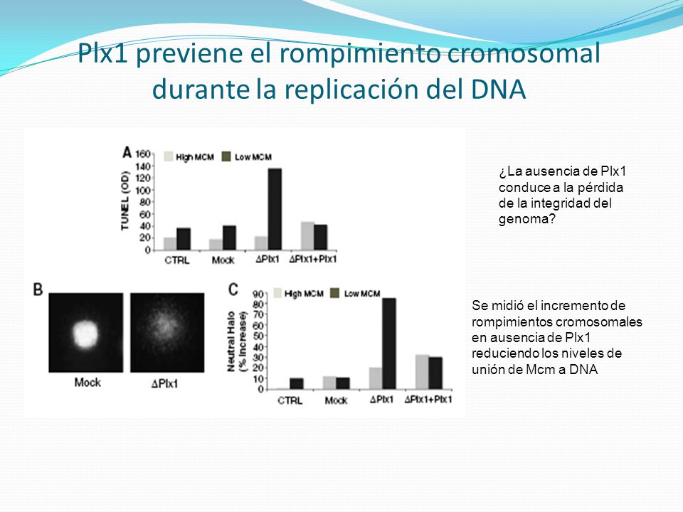 Plx1 previene el rompimiento cromosomal durante la replicación del DNA