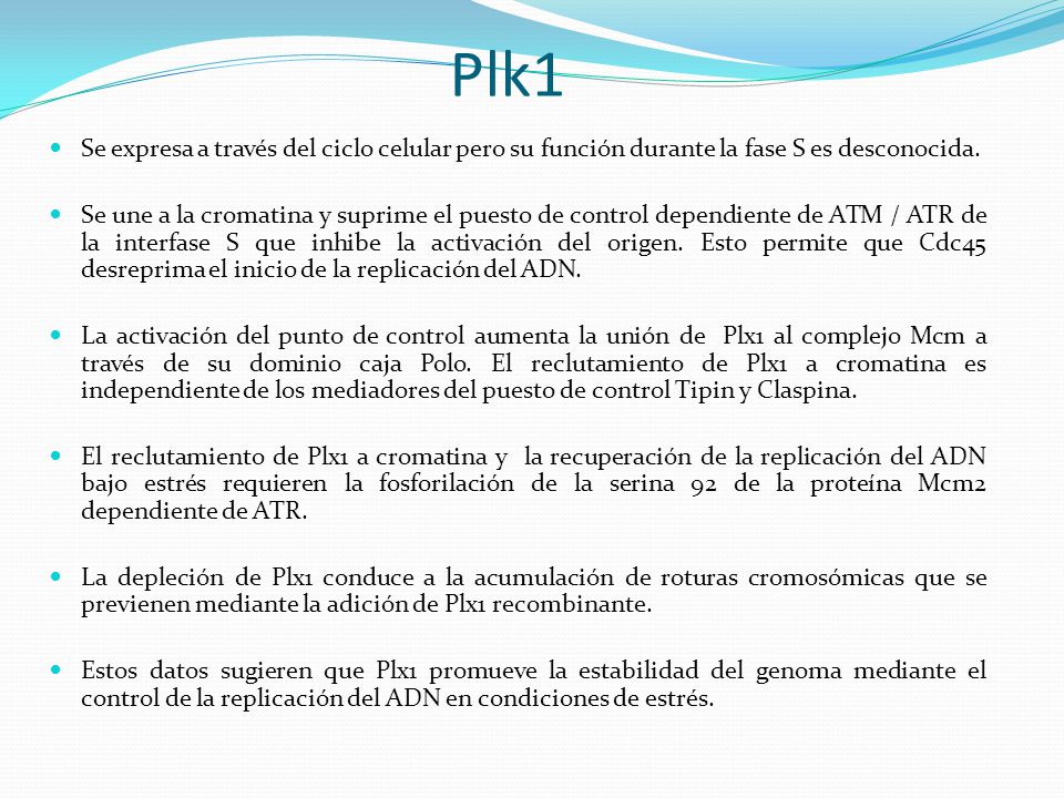 Plk1 Se expresa a través del ciclo celular pero su función durante la fase S es desconocida.
