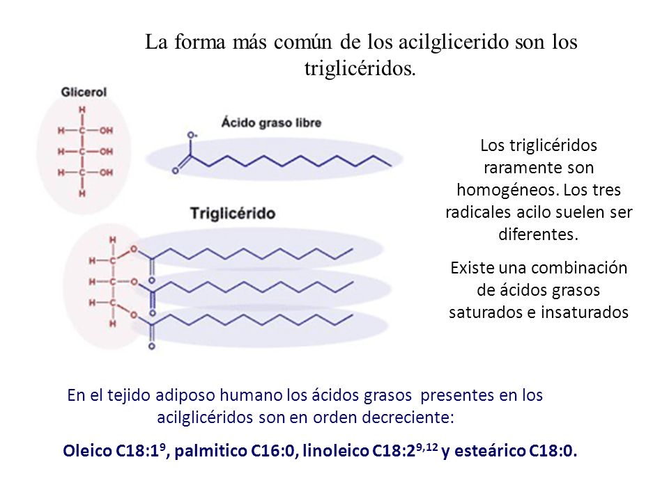 La forma más común de los acilglicerido son los triglicéridos.
