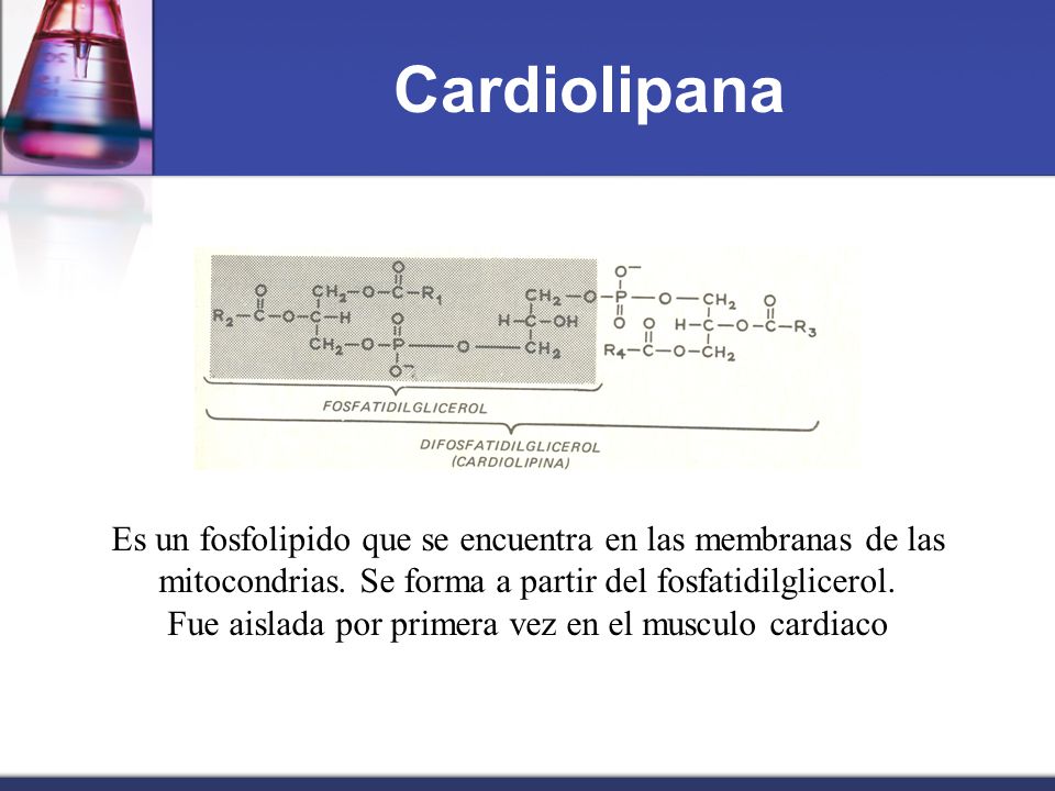 Fue aislada por primera vez en el musculo cardiaco