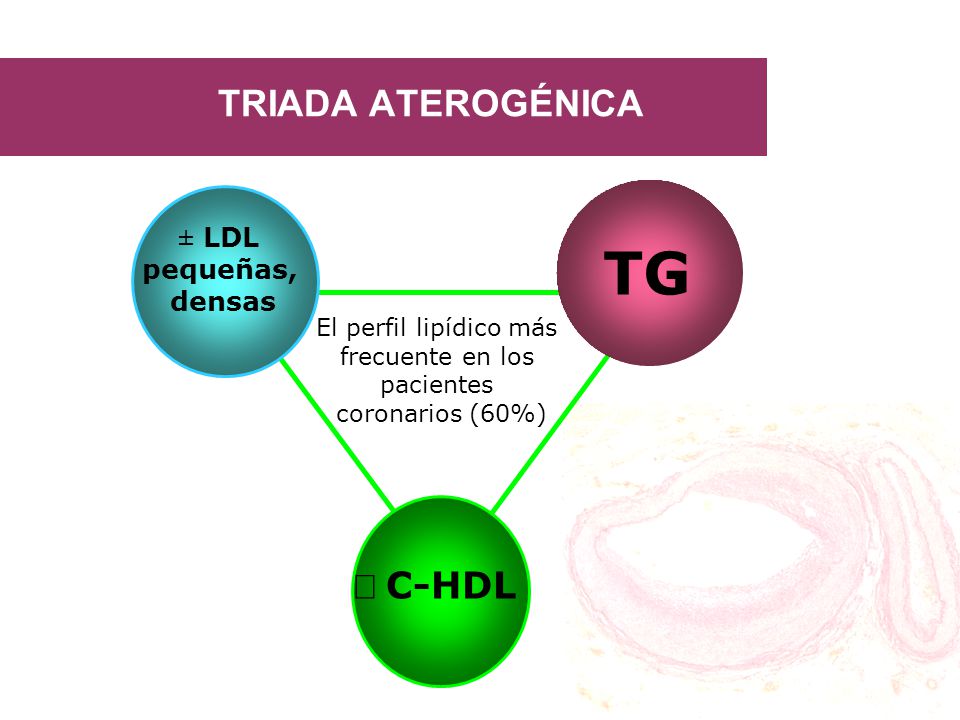 ­ TG TRIADA ATEROGÉNICA ¯ C-HDL ± LDL pequeñas, densas