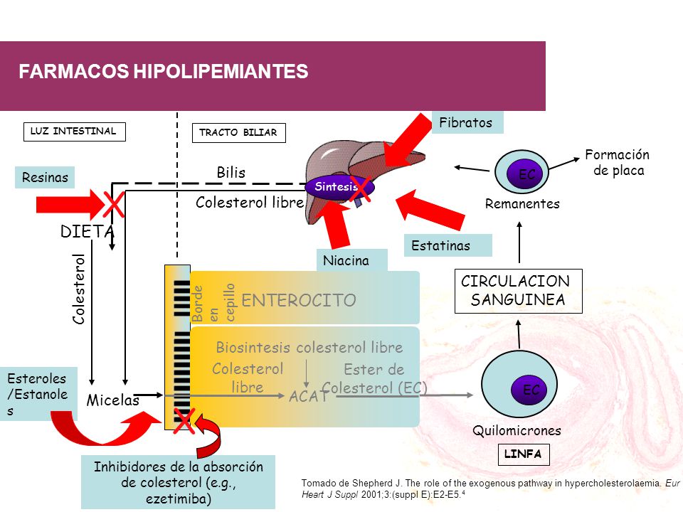 X FARMACOS HIPOLIPEMIANTES DIETA ENTEROCITO Bilis Colesterol libre