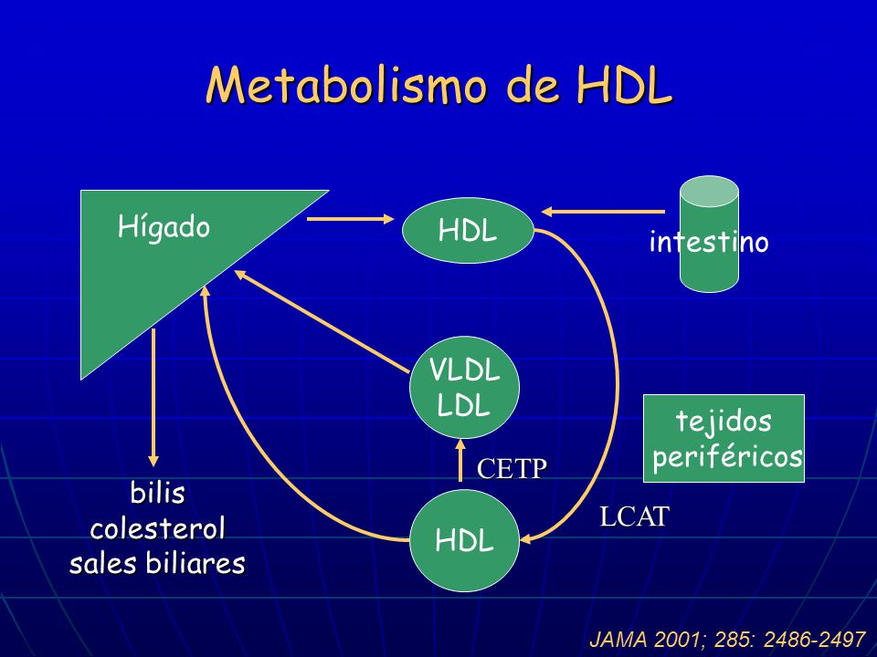 Metabolismo de HDL intestino Hígado HDL VLDL LDL tejidos periféricos