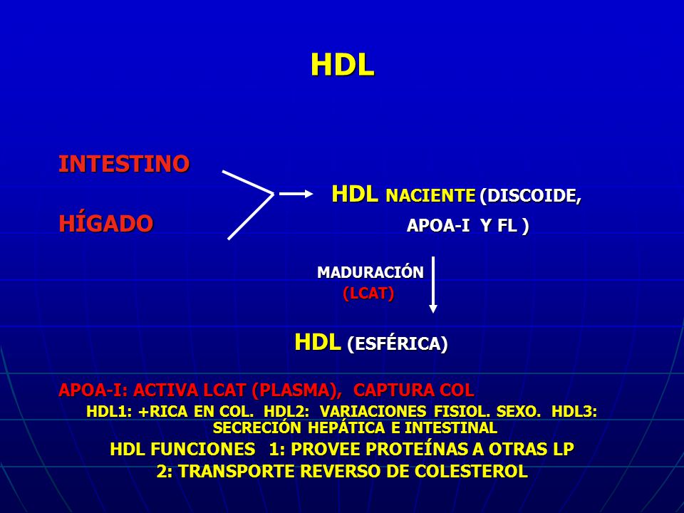 HDL INTESTINO HDL NACIENTE (DISCOIDE, HÍGADO APOA-I Y FL ) MADURACIÓN