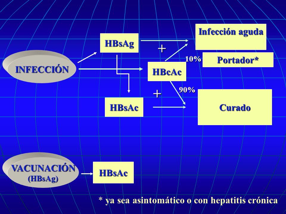 + + Infección aguda HBsAg Portador* INFECCIÓN HBcAc Curado HBsAc