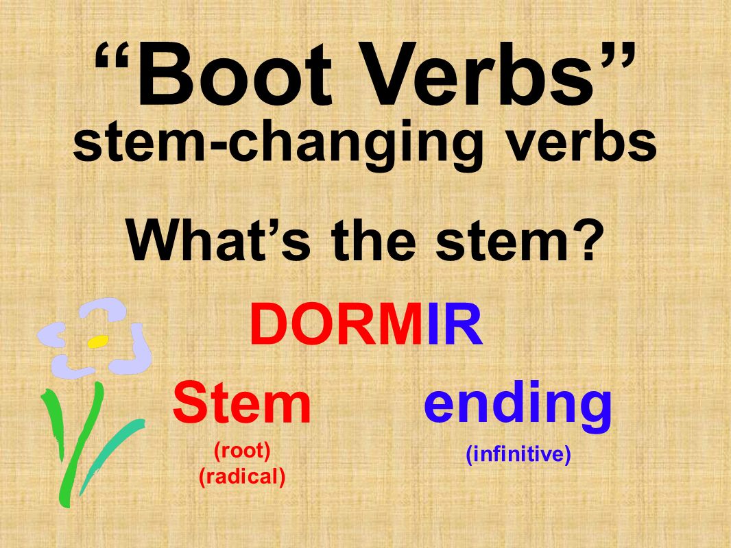 Boot Verbs stem-changing verbs What’s the stem DORMIR ending Stem
