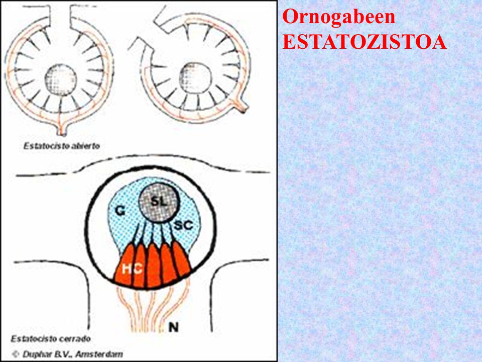 Ornogabeen ESTATOZISTOA