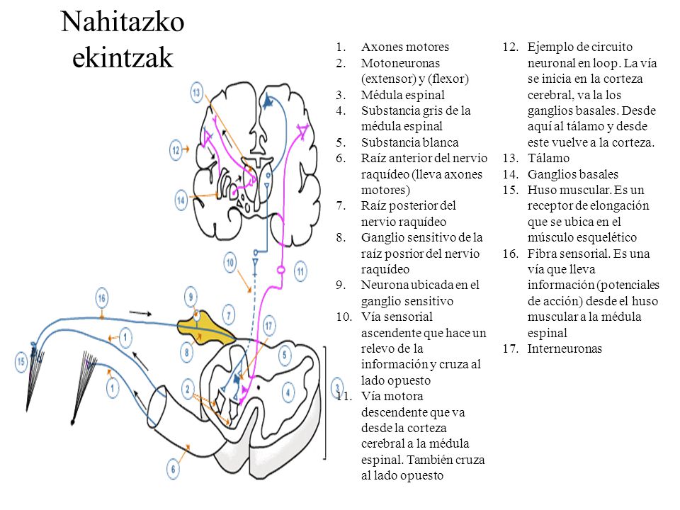 Nahitazko ekintzak Axones motores Motoneuronas (extensor) y (flexor)