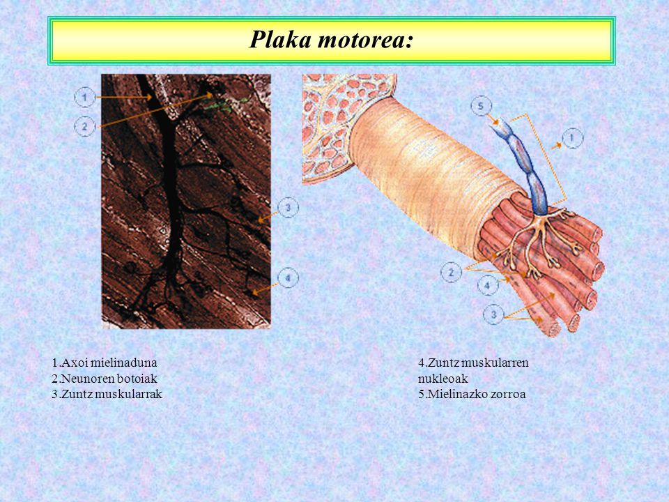 Plaka motorea: Axoi mielinaduna Neunoren botoiak Zuntz muskularrak