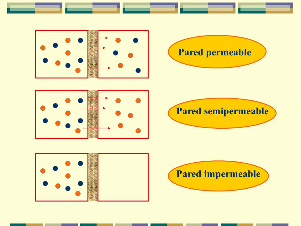 Pared permeable Pared semipermeable Pared impermeable