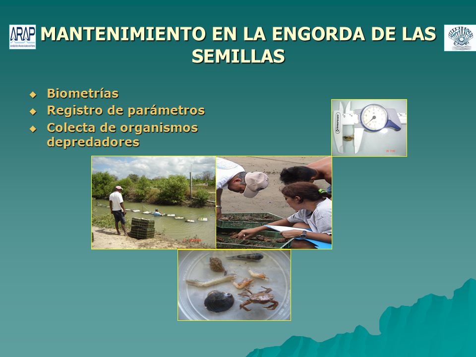 MANTENIMIENTO EN LA ENGORDA DE LAS SEMILLAS