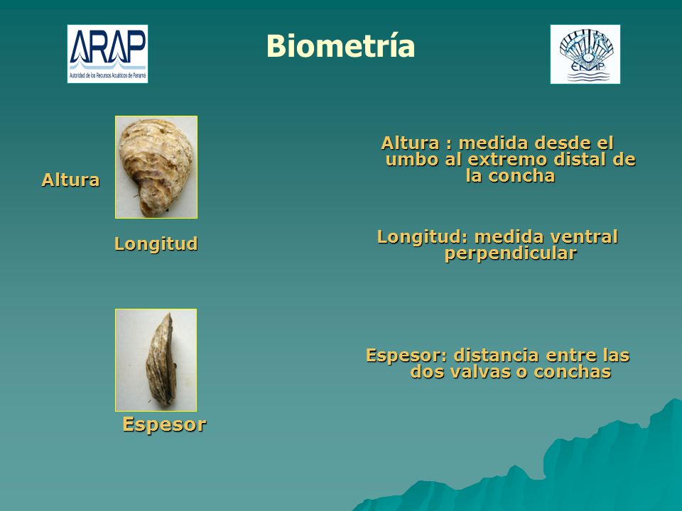 Biometría Altura. Longitud. Espesor. Altura : medida desde el umbo al extremo distal de la concha.