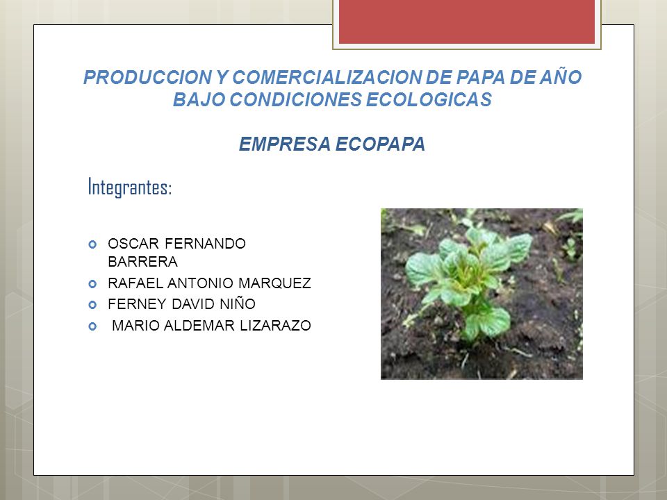 PRODUCCION Y COMERCIALIZACION DE PAPA DE AÑO BAJO CONDICIONES ECOLOGICAS EMPRESA ECOPAPA