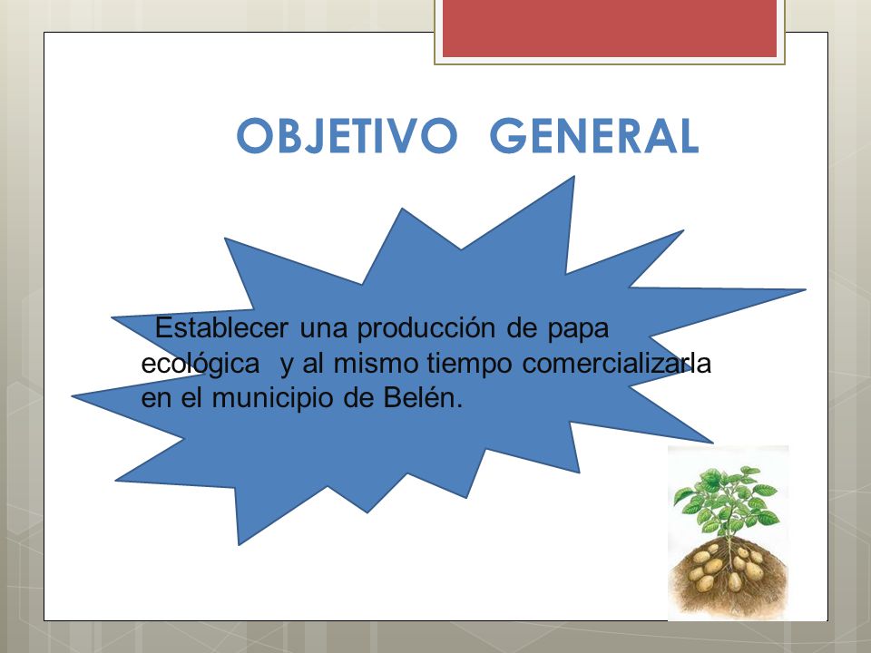 OBJETIVO GENERAL Establecer una producción de papa ecológica y al mismo tiempo comercializarla en el municipio de Belén.