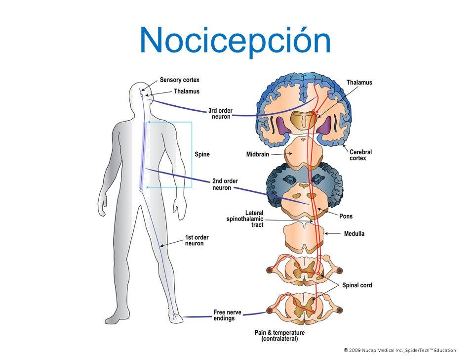Nocicepción