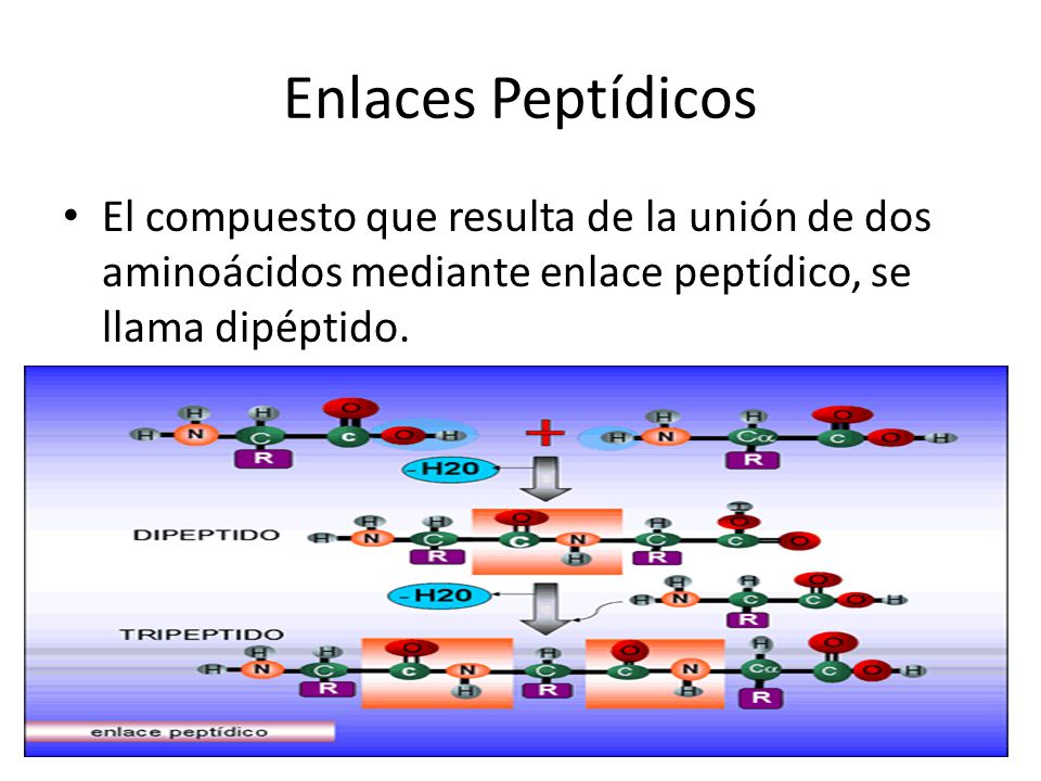 Enlaces Peptídicos El compuesto que resulta de la unión de dos aminoácidos mediante enlace peptídico, se llama dipéptido.