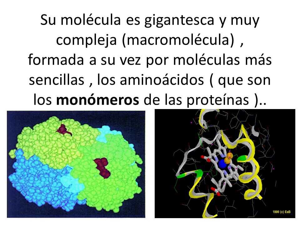 Su molécula es gigantesca y muy compleja (macromolécula) , formada a su vez por moléculas más sencillas , los aminoácidos ( que son los monómeros de las proteínas )..
