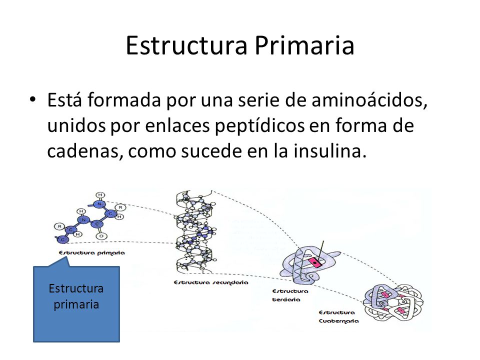 Estructura Primaria Está formada por una serie de aminoácidos, unidos por enlaces peptídicos en forma de cadenas, como sucede en la insulina.