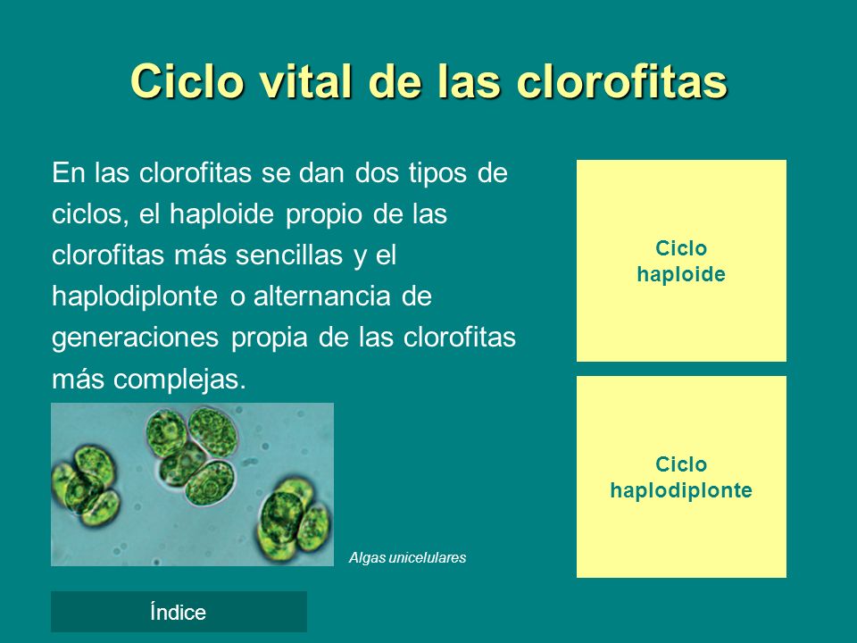 Ciclo vital de las clorofitas