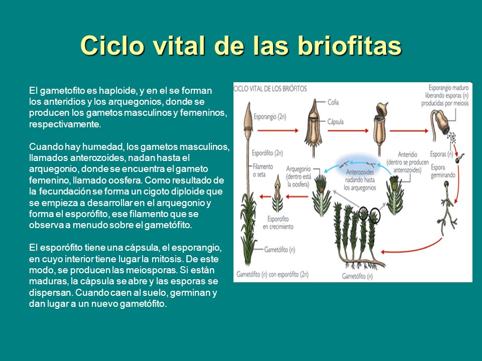 Ciclo vital de las briofitas