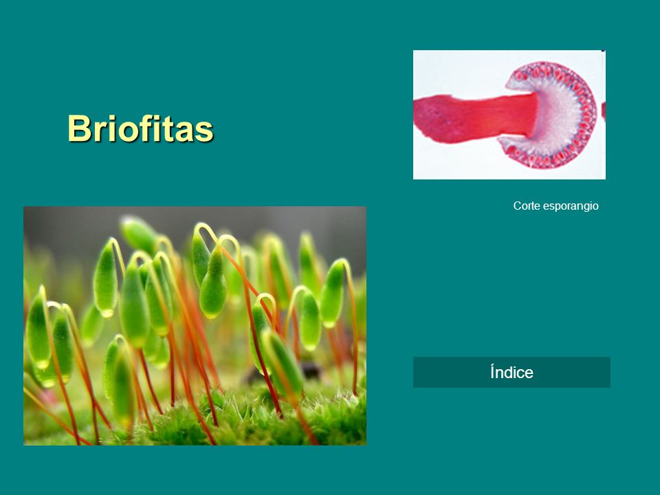 Briofitas Corte esporangio Índice
