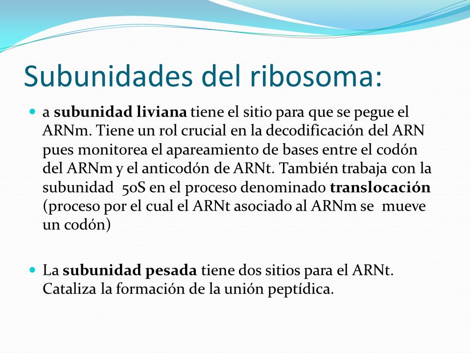 Subunidades del ribosoma: