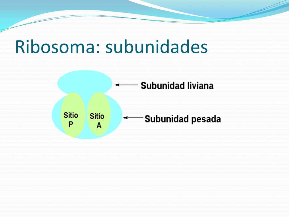 Ribosoma: subunidades
