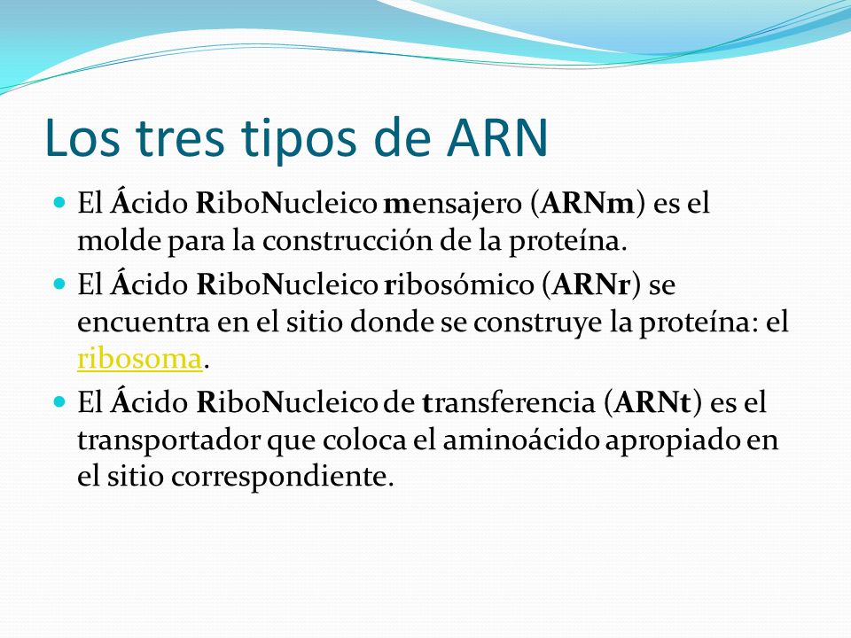 Los tres tipos de ARN El Ácido RiboNucleico mensajero (ARNm) es el molde para la construcción de la proteína.
