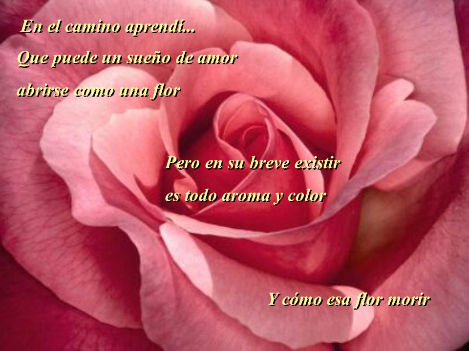 En el camino aprendí... Que puede un sueño de amor. abrirse como una flor. Pero en su breve existir.