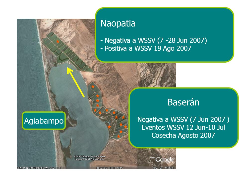 Naopatia Baserán Agiabampo - Negativa a WSSV (7 -28 Jun 2007)
