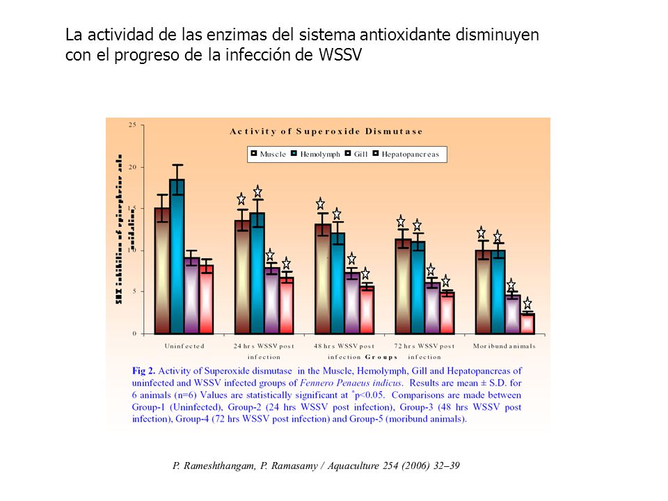 La actividad de las enzimas del sistema antioxidante disminuyen con el progreso de la infección de WSSV
