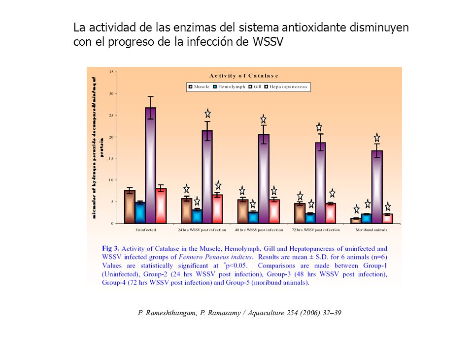 La actividad de las enzimas del sistema antioxidante disminuyen con el progreso de la infección de WSSV