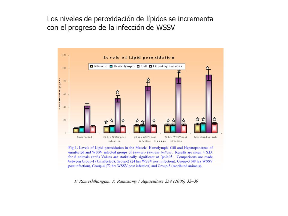 Los niveles de peroxidación de lípidos se incrementa con el progreso de la infección de WSSV
