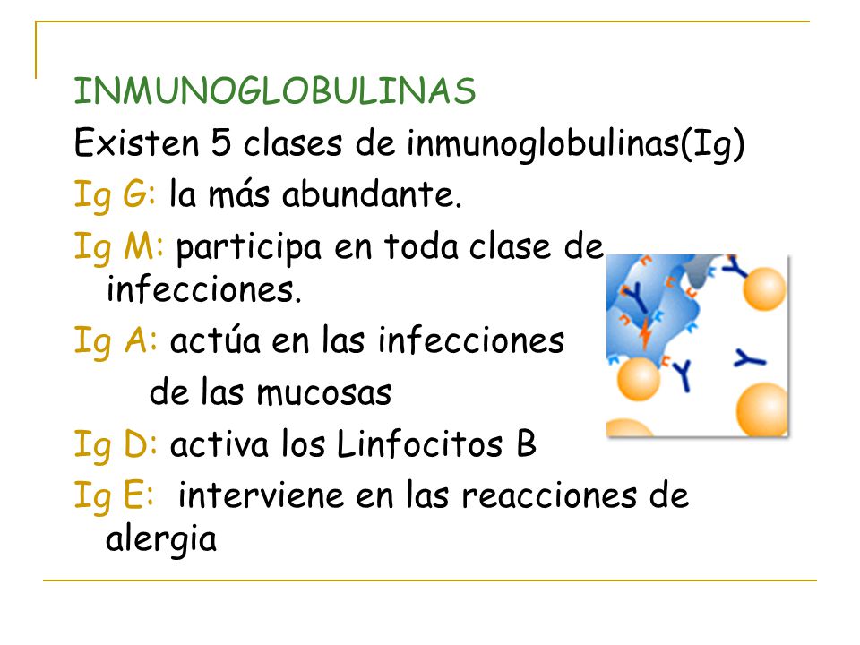 INMUNOGLOBULINAS Existen 5 clases de inmunoglobulinas(Ig) Ig G: la más abundante. Ig M: participa en toda clase de infecciones.