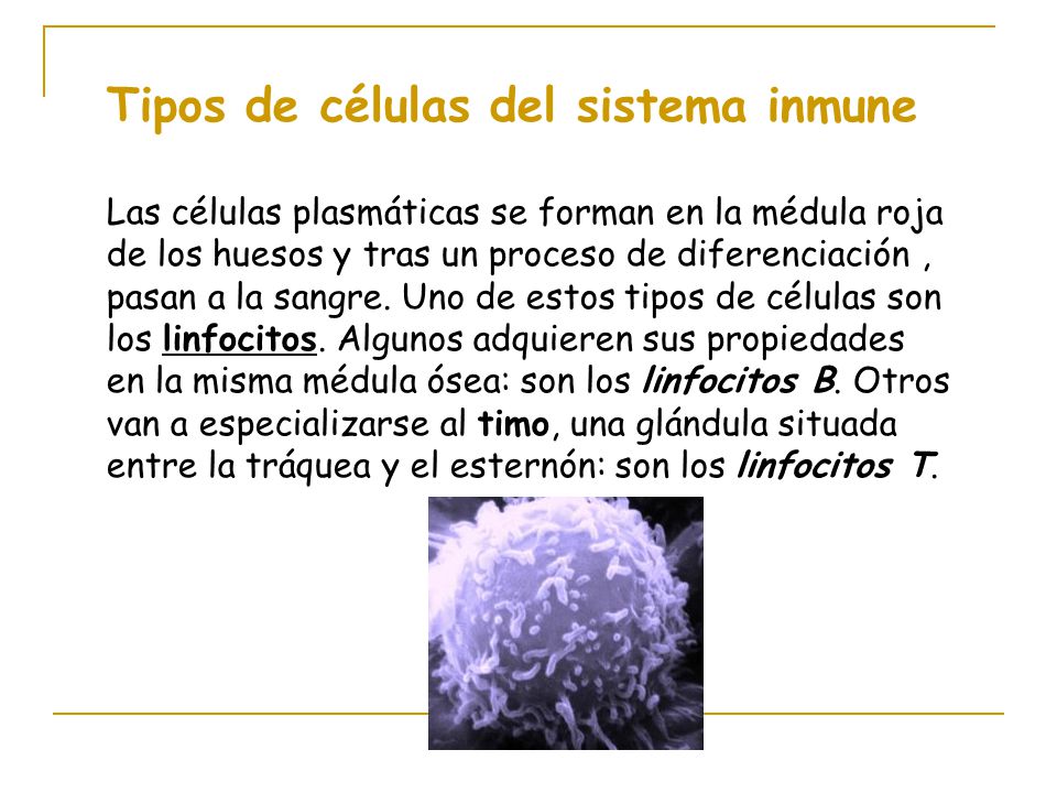 Tipos de células del sistema inmune