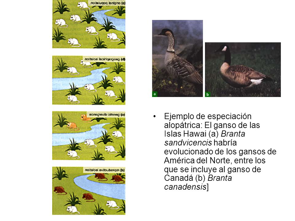 Ejemplo de especiación alopátrica: El ganso de las Islas Hawai (a) Branta sandvicencis habría evolucionado de los gansos de América del Norte, entre los que se incluye al ganso de Canadá (b) Branta canadensis]