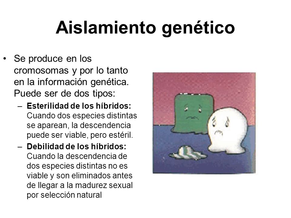 Aislamiento genético Se produce en los cromosomas y por lo tanto en la información genética. Puede ser de dos tipos: