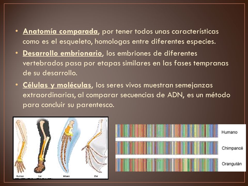 Anatomía comparada, por tener todos unas características como es el esqueleto, homologas entre diferentes especies.