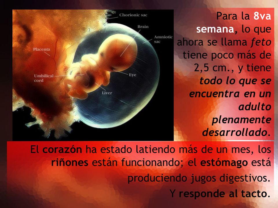 Para la 8va semana, lo que ahora se llama feto tiene poco más de 2,5 cm., y tiene todo lo que se encuentra en un adulto plenamente desarrollado.