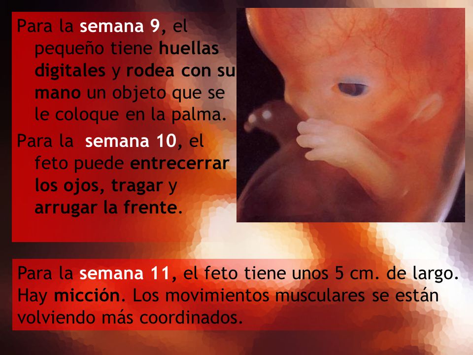 Para la semana 9, el pequeño tiene huellas digitales y rodea con su mano un objeto que se le coloque en la palma.