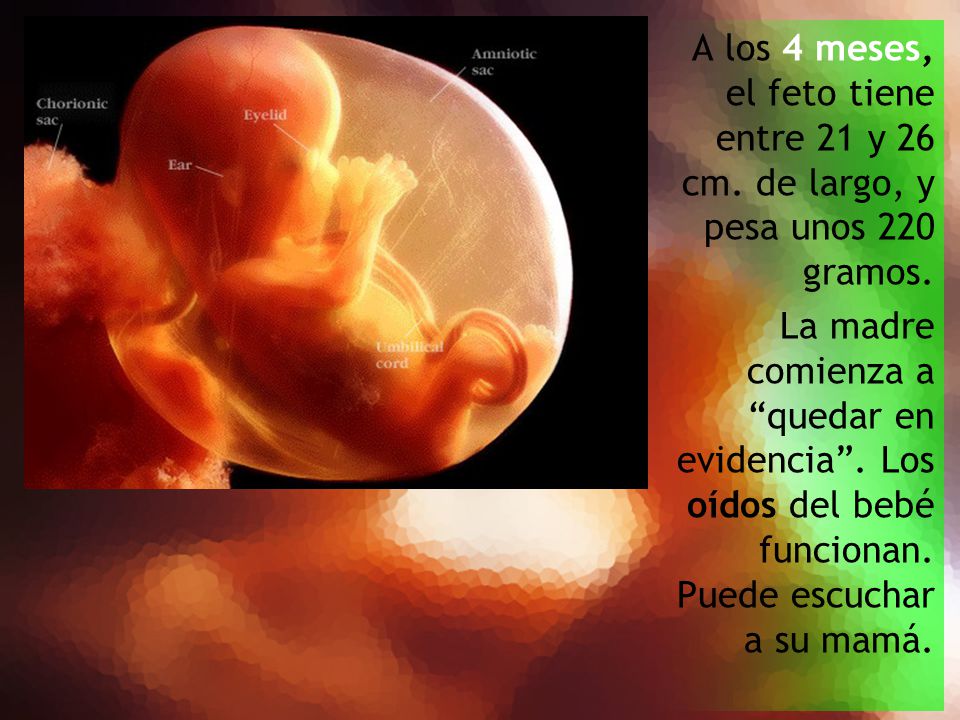 A los 4 meses, el feto tiene entre 21 y 26 cm