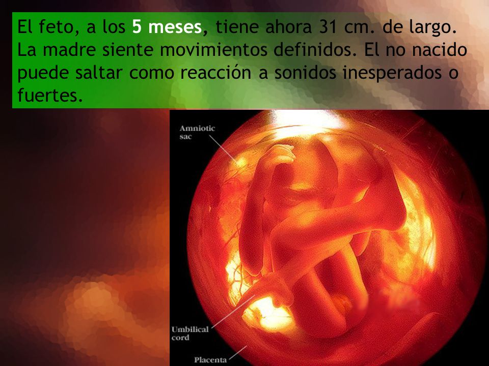 El feto, a los 5 meses, tiene ahora 31 cm. de largo