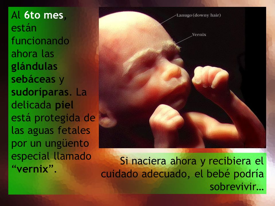 Al 6to mes, están funcionando ahora las glándulas sebáceas y sudoríparas. La delicada piel está protegida de las aguas fetales por un ungüento especial llamado vernix .