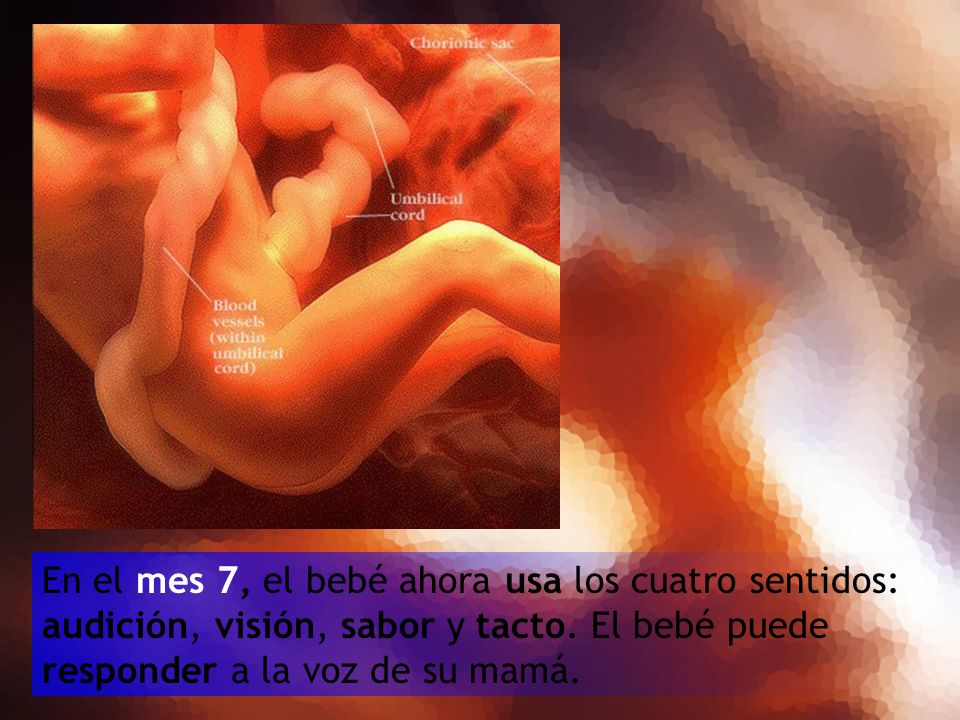 En el mes 7, el bebé ahora usa los cuatro sentidos: audición, visión, sabor y tacto.